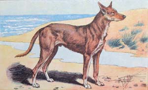 Charnigue, extinct primitive French breed